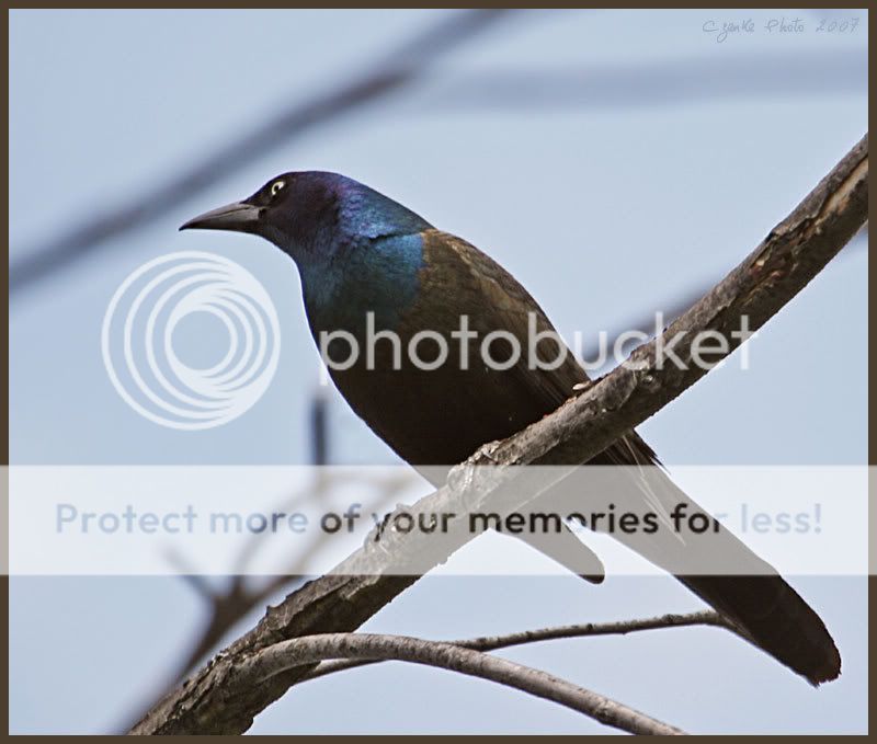 Deep forest birding adventure, Part-2 Grackle---Csolnakfark