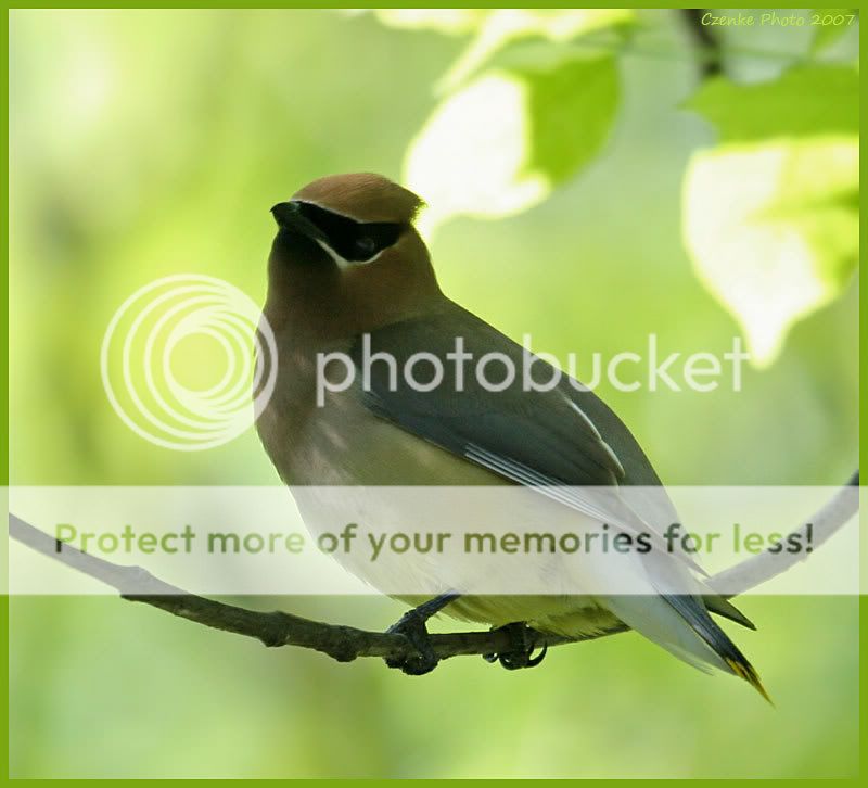 Cedar Waxwing birds from this morning! May-29-1