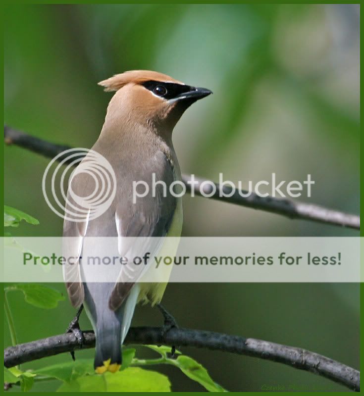 Cedar Waxwing birds from this morning! May-29-2