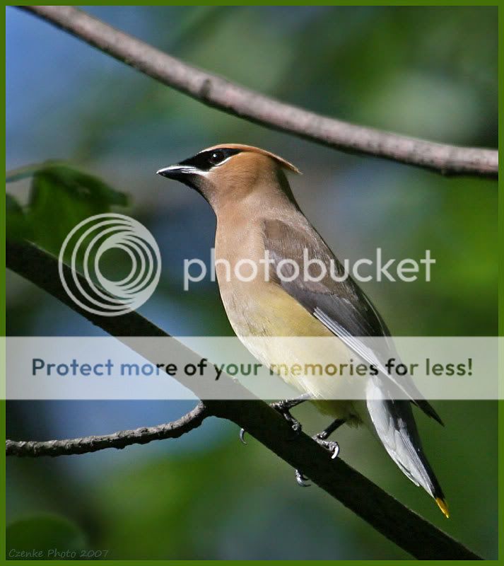 Cedar Waxwing birds from this morning! May-29