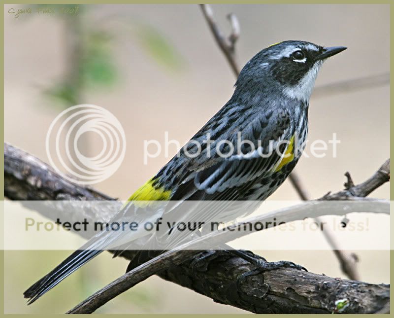 Deep forest birding adventure, Part-2 Warbler