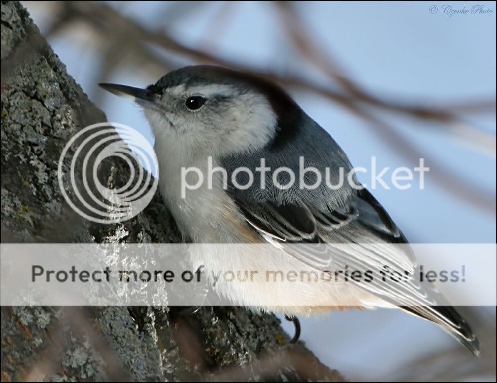 Birds of the wild! Csuszka