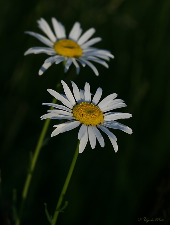 Wild Daisy for Fee! Sotetedik