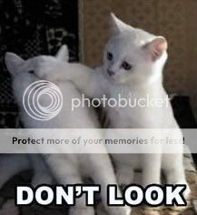 Funny Images Catz