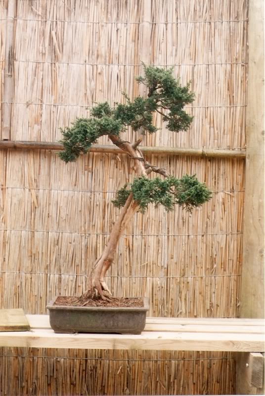 Kishu juniper Juniperusbunjin1992B