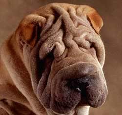 SHAR-PEI Shar-pei