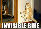 Funny Cats :D ('lolzcatz') InvisBike