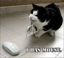 Funny Cats :D ('lolzcatz') Catmouse