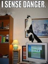 Funny Cats :D ('lolzcatz') Dangercat