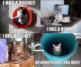 Funny Cats :D ('lolzcatz') Funnycat4