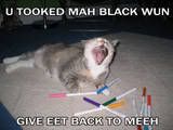 Funny Cats :D ('lolzcatz') Funnycat5