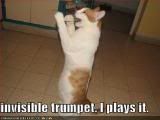 Funny Cats :D ('lolzcatz') Th2zzuhvr