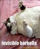 Funny Cats :D ('lolzcatz') Thfunny-cat-weight-lifting