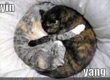 Funny Cats :D ('lolzcatz') Thfunny-pictures-yin-yang-cats