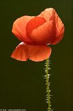 Zodiac Flower Signs Th_000059-papaver_rhoeas-field_poppy-p