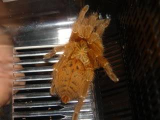 Some other pets (DUW) Inverts020