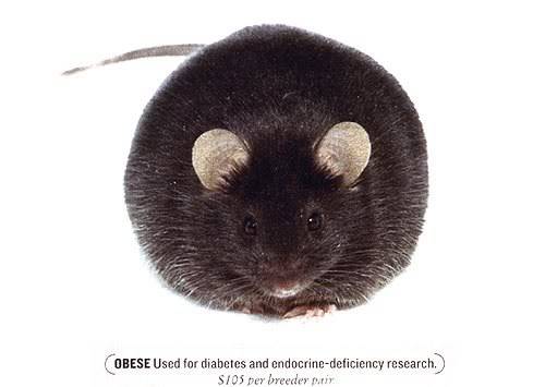 Obese Mice Chalob