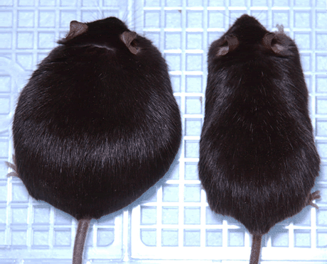 Obese Mice Evans_fig1_lg