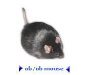 Obese Mice ObMouse