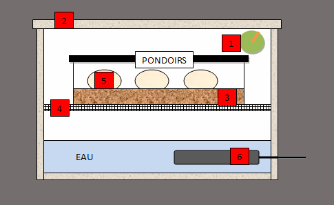 Reproduction chez les sauriens PONDOIRS