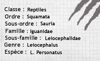 IGUANE A QUEUE COURBEE - Leiocephalus Personatus Ficheiguaneaqueuecourbe