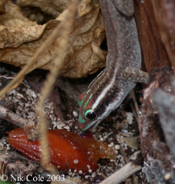 GECKO FLEURI - Phelsuma ornata Geckofleuri2