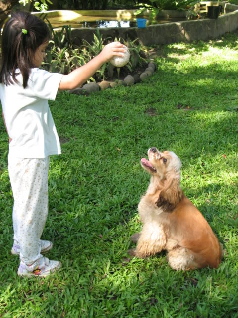 Rocklore's Cocker Spaniel IMG_0120