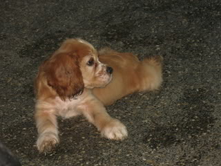 Rocklore's Cocker Spaniel IMG_0287