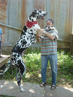 Gibson, the Tallest dog in the World Tallestdoggibson