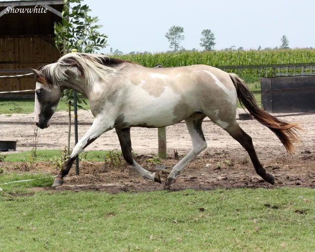 Just a spanish mustang mare (Forcer wainted) IMG_7267