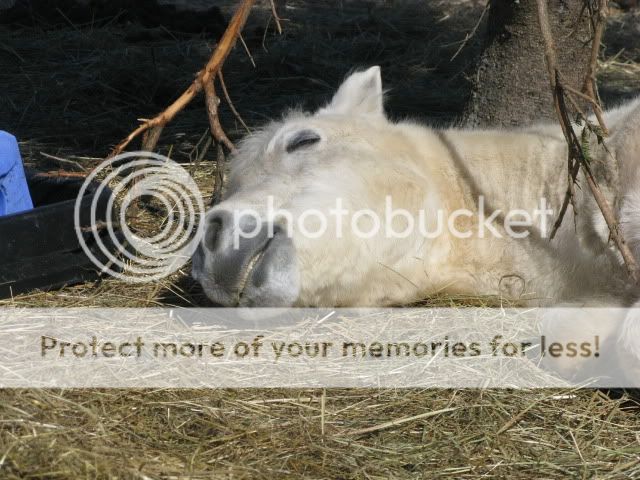 What a beautiful weekend at Peetree Stables IMG_2977