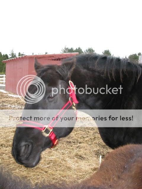 New Halters for the Boys IMG_5418