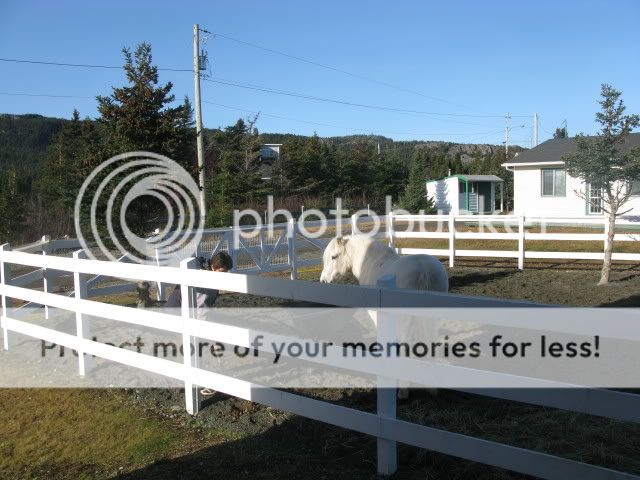 GREAT DAY AT PEETREE STABLES! Skipperandhiswhitehat