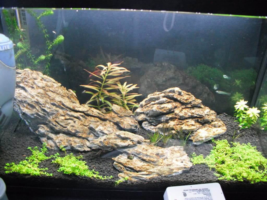 Mes aquariums 75G,10G,10G,5G DSCF0139