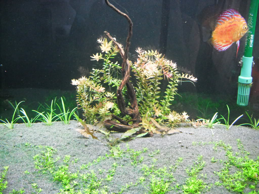 Mes aquariums 75G,10G,10G,5G DSCF0176