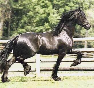 Wolves world horses Friesian-0004