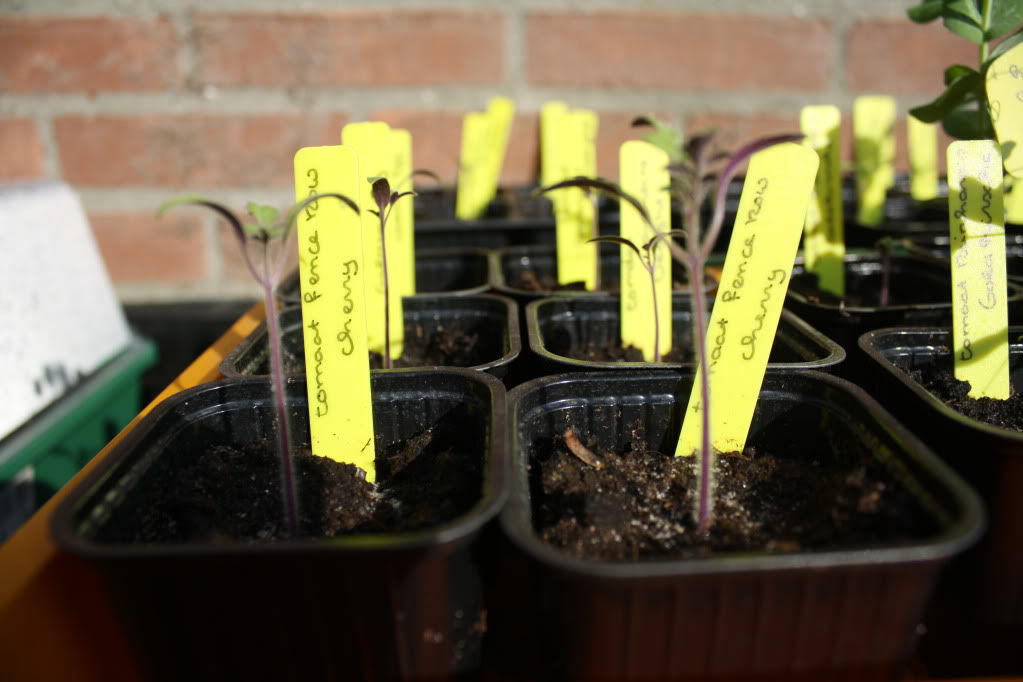 Daantje's Makkelijke moestuin.. 282