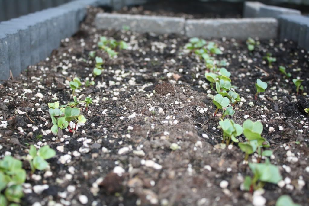 Daantje's Makkelijke moestuin.. Kids2012005-1