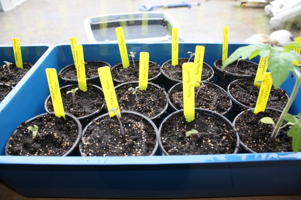 Daantje's Makkelijke moestuin.. Kids2012014