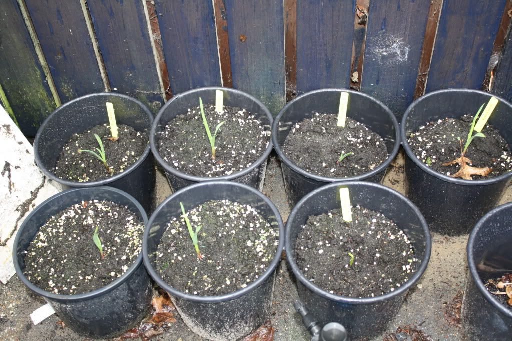 Daantje's Makkelijke moestuin.. Kids2012018