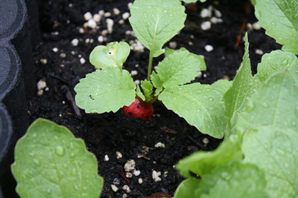 Daantje's Makkelijke moestuin.. Kids2012020