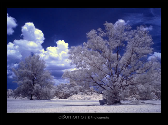 Chinese Garden - IR 2trees