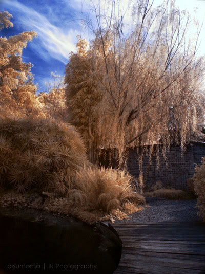 IR - First 3 shoots. Garden-resized