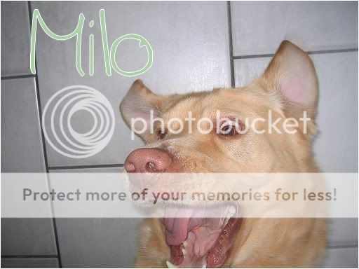 Milo Milo13