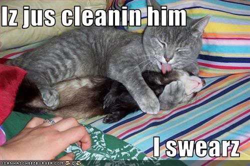 Funny Furry Evil Cats! Funny-pictures-cat-cleans-ferret