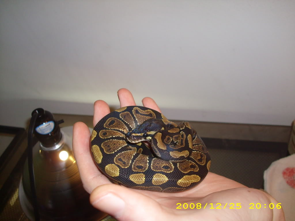 Getting a Ball Python DSCI1014