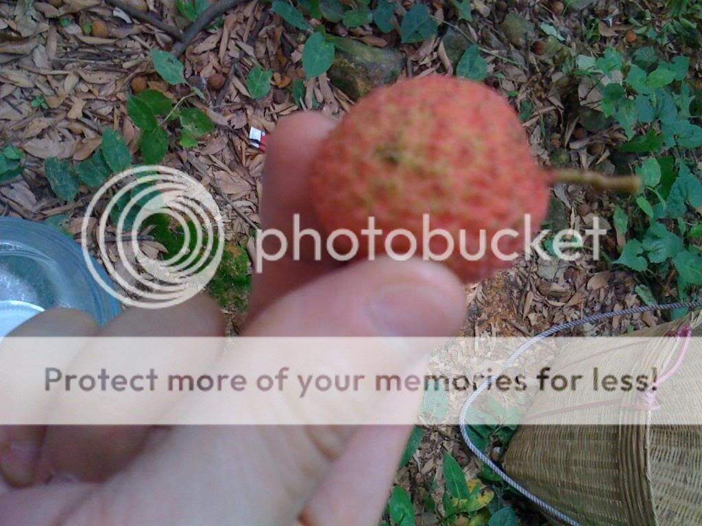 Lychee Picking IMG_0102