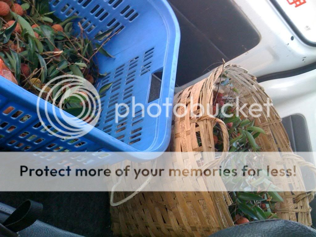 Lychee Picking IMG_0107