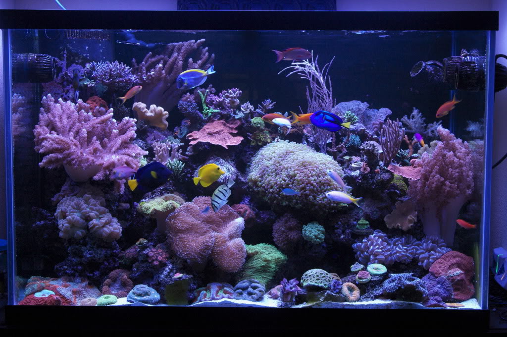 bacs de coraux mous magnifique CRW_6933