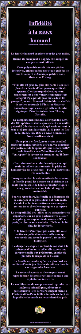 L'INFIDELITE DU HOMARD - QUAND IL MANQUE A L'APPEL ELLE ADOPTE UN COMPORTEMENT INFIDELE 00000-5